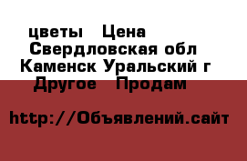 цветы › Цена ­ 5 000 - Свердловская обл., Каменск-Уральский г. Другое » Продам   
